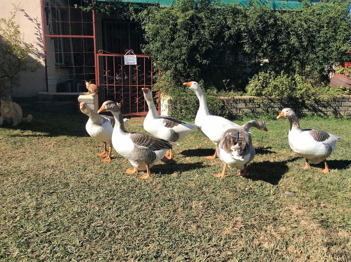 Petra'S Country Guesthouse Vryheid Bagian luar foto